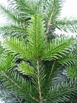 Okrasné chvojí (klest) jedle kavkazská