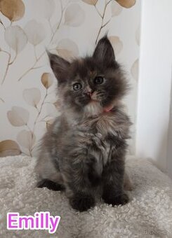 Mainská Mývalí bez PP