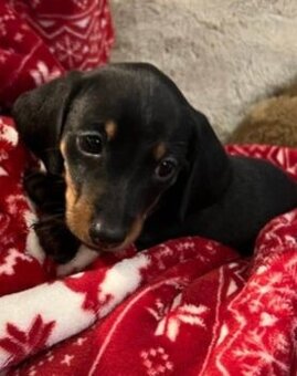 Jezevčík trpasličí