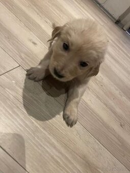 Zlatý retrívr štěňátka 🐶