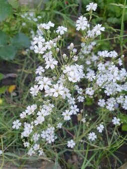 Šater plazivý, bílý