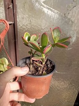 Crassula ovata - Tlustice