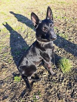 Belgický ovčák malinois černý