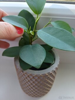 Rostlina Fikus vč.keram.kvetinace a kominik