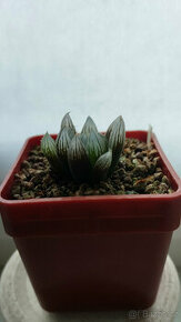 Haworthia Cooperi var. obtusa 'Yamada Black' ( sukulent )