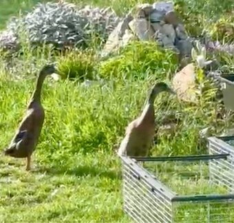 Indický běžec, kačer