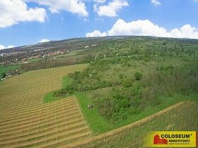 Znojmo – Oblekovice, vinice, trvalý travní porost, lesní poz - 1