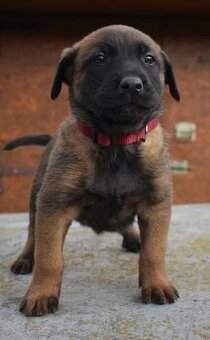 Belgický ovčák malinois