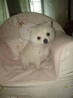 Pomeranian