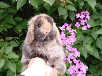 Kouzelná Miminka - Anglický Zakrslý Beránek MiniLop