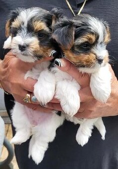 Biewer Yorkshire Terrier s PP - Jorkšír terier s PP - 1