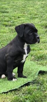 Cane corso s PP