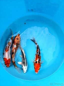 Koi kapr 25-35cm