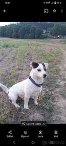 Jack Russell teriér ke krytí (bez PP)