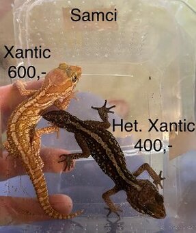 Gekon madagaskarský