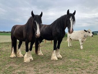 Shire horse 2 kobyly