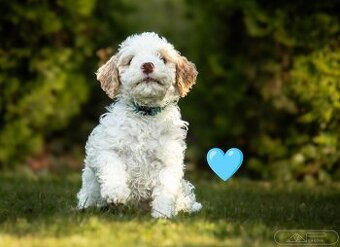 Lagotto romagnolo s PP