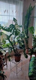 Monstera albo