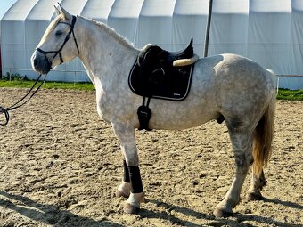 Buloňský kůň k prodeji