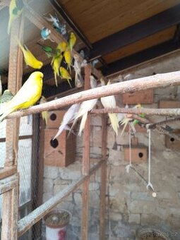 Andulky, korely