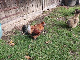 Kohouti hedvábnicky