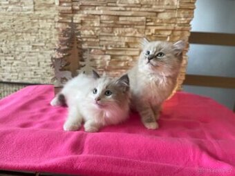 Ragdoll koťátka bez PP