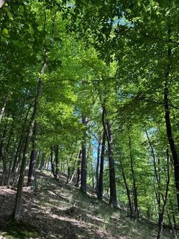 Prodám lesní pozemky v k.ú. Hudlice