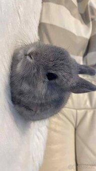 Zakrslý králíček Marburský