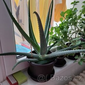 Aloe vera léčivá...