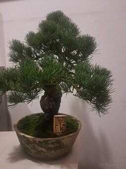 Bonsai,bonsaj Borovice Drobnokvètá