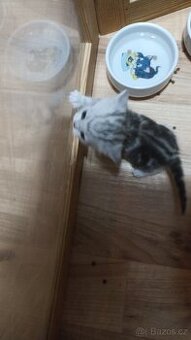 Britská whiskas koťátka s PP