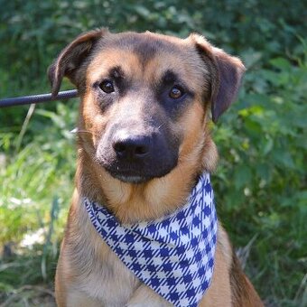 AMIGO K ADOPCI - 2 ROKY, HRAVÝ, PŘÁTELSKÝ, VHODNÝ K DĚTEM