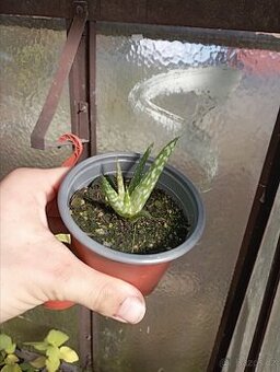 Aloe sp.