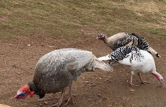 Krocan + dvě krůty