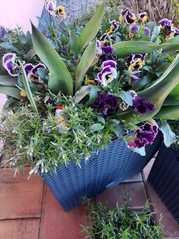 Plaménka šidlovitá