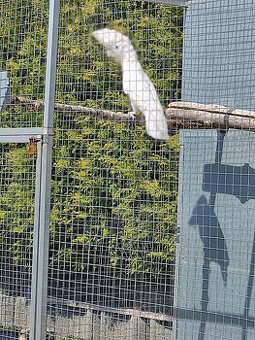 Kakadu šalamounský