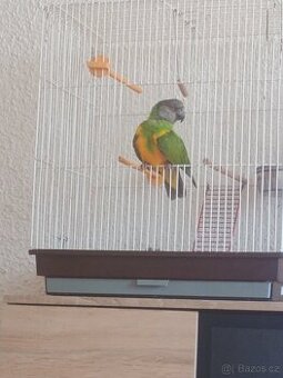 Papoušek senegalský