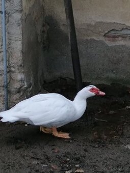 Kachna pižmová.