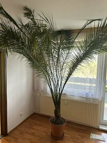 Velká palma - 1