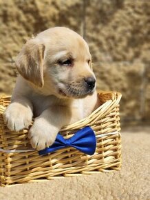 Nabídka štěňat labradorského retrievera