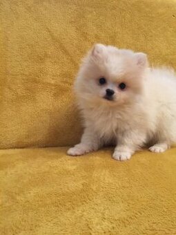 Prodám pomeranian štěňátko