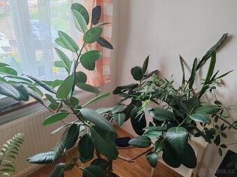 Ficus robusta - 1