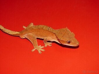 Pagekon řasnatý (Coreolophus ciliatus)