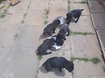 Štěňata cane corso - 1