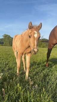 Palomino klisna American Quarter Horse, LTE rodiče i sestra - 1