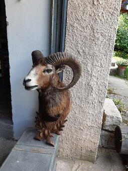 Muflon