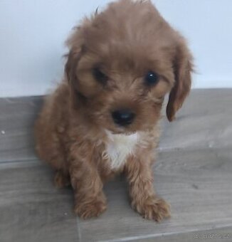 Cavapoo
