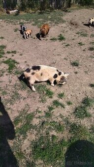 Kune kune