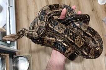 Hroznýš královský, boa constriktor imperator