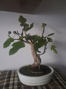 Bonsaj,bonsai Fikovnik smokvoň